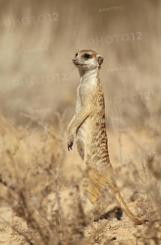 Meerkat