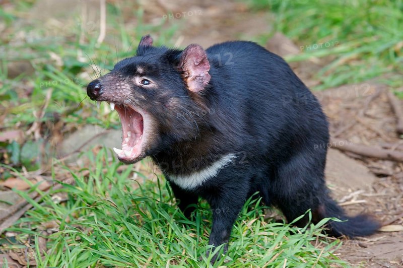 Tasmanian devil