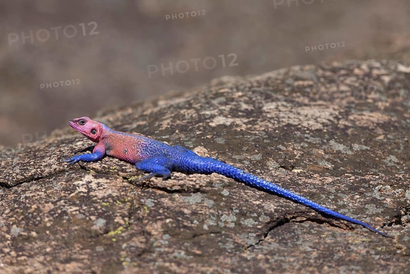 Mwanza flat-headed rock agama