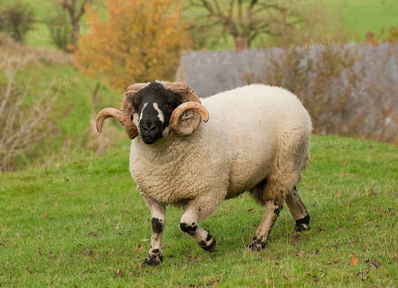 Domestic sheep