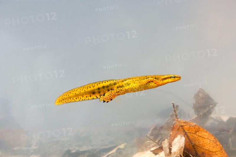 Red-spotted Newt