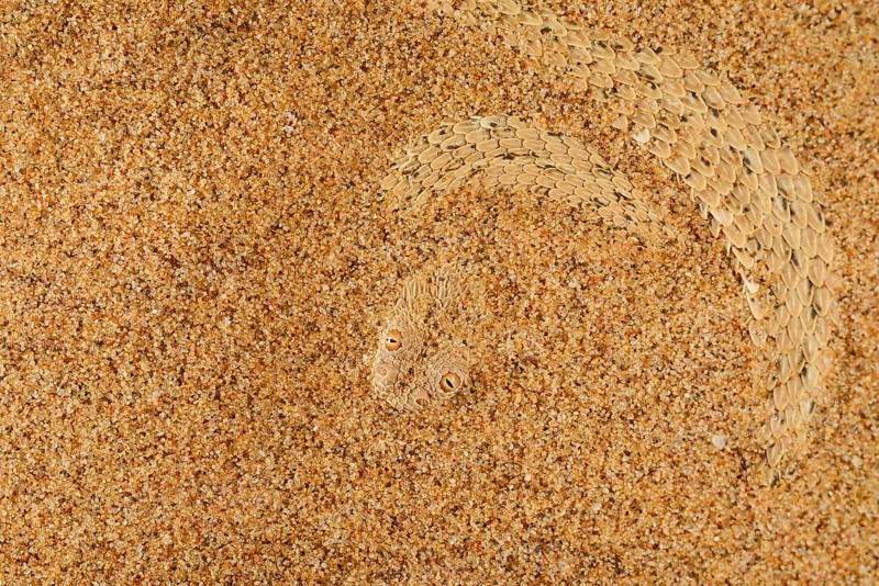 Peringuey's Adder adult