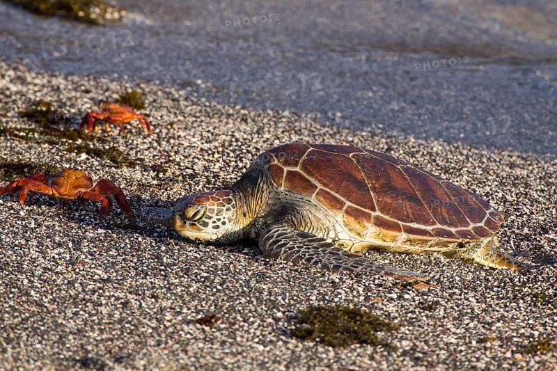 SAlly light-footed crab with Galapagos green turtle on Punta Espinosa beach