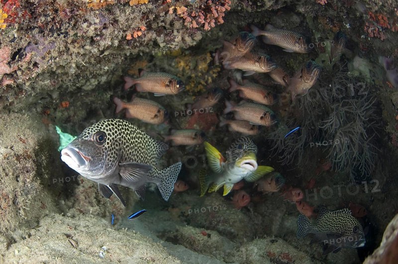 Multiple spotted diagonal-banded sweetlip