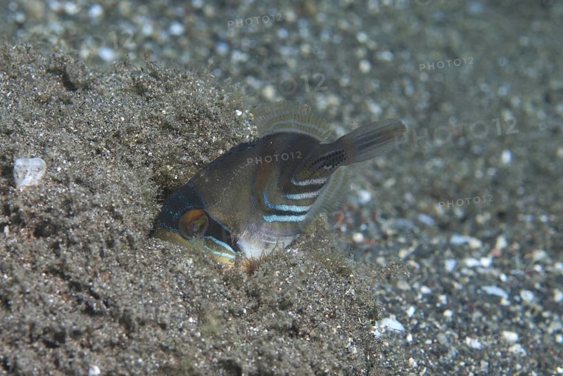 Picasso Triggerfish