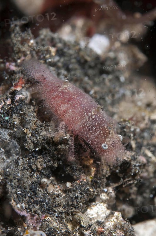 Cryptic Sponge Shrimp