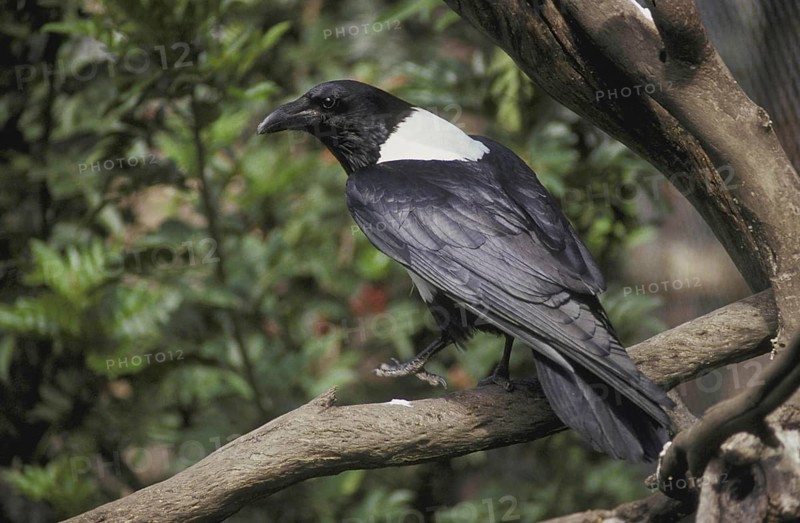 White-necked raven