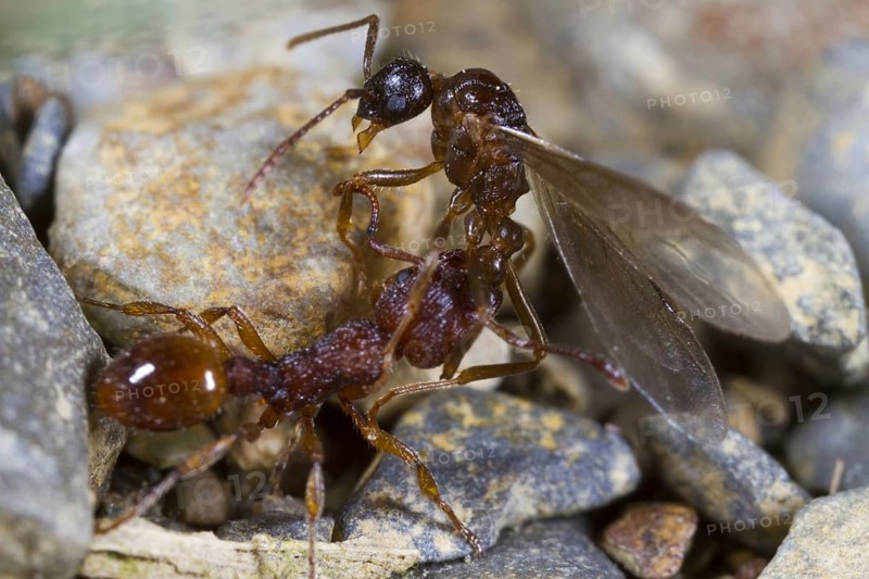 Ant