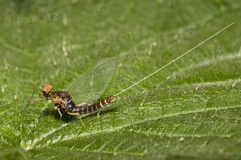 Large spur-thighed damselfly