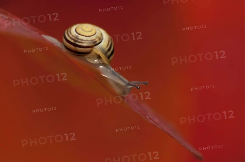 White-lipped Banded Snail