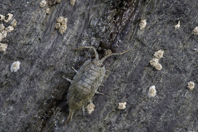 Sea roach