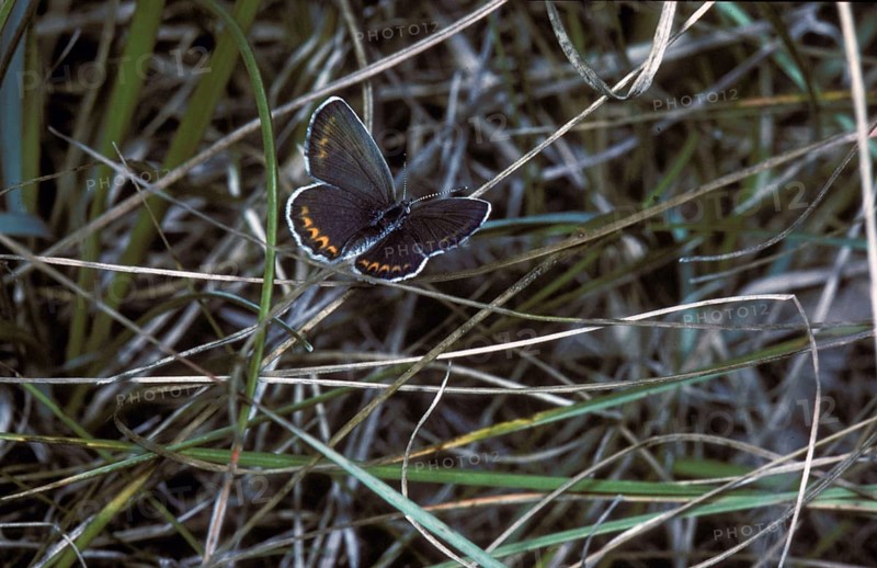 Gossamer winged butterfly