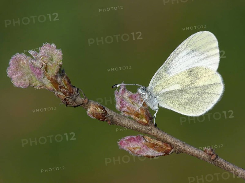 Wood wood white