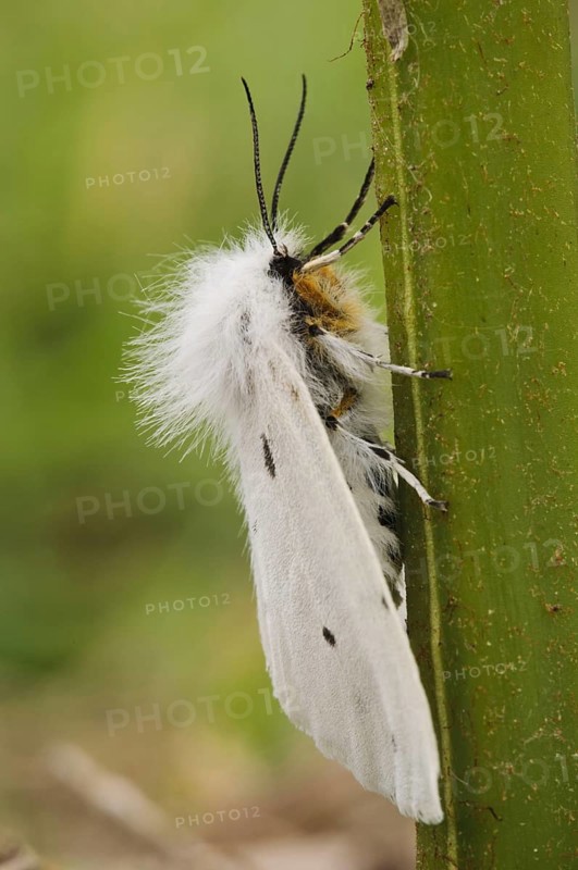 White Ermine