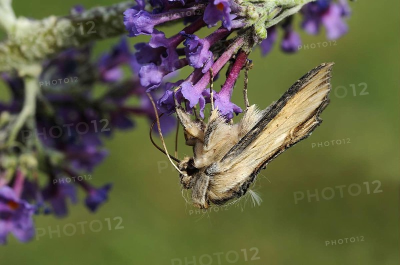 Mullein Moth