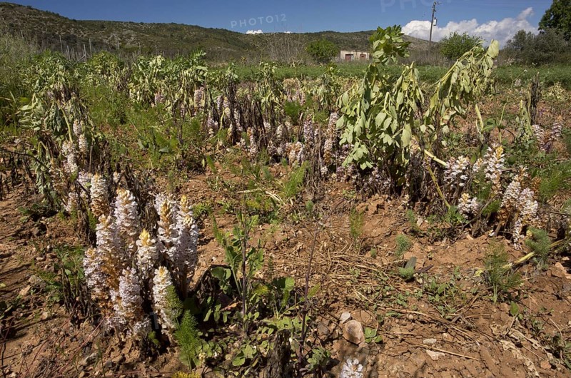 Bean Broomrape