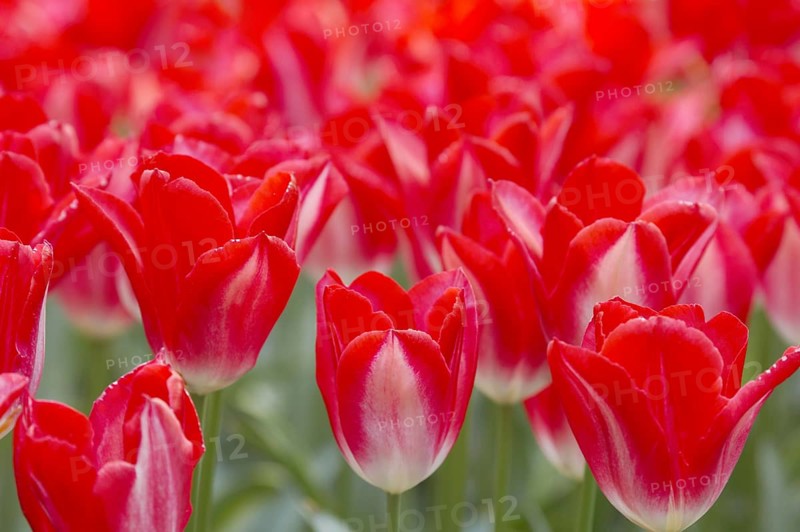 Tulip