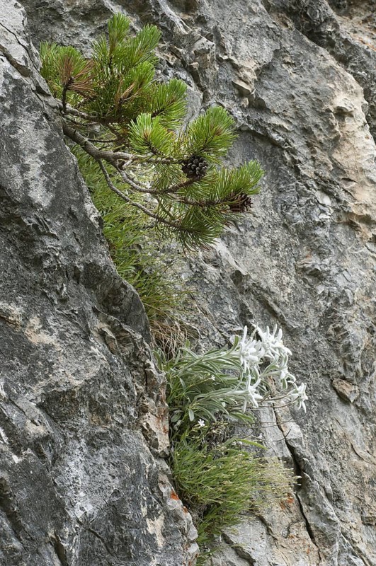 Edelweiss