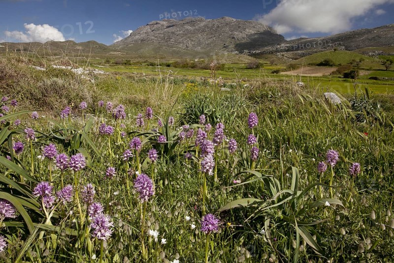 Naked Man Orchid