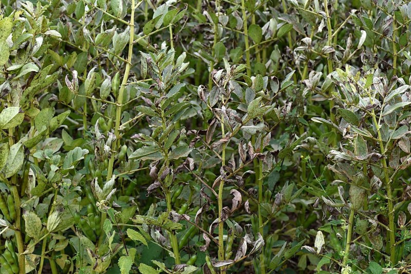 Field bean rust