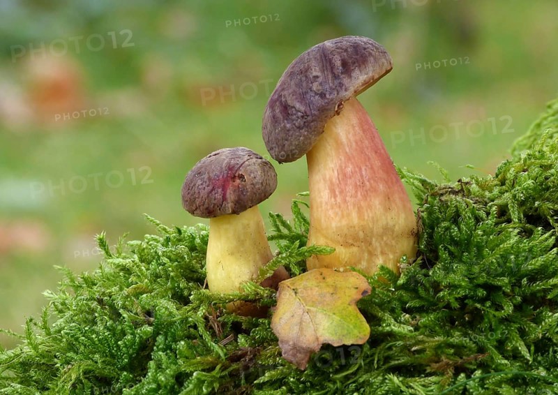 Red-cracked Bolete