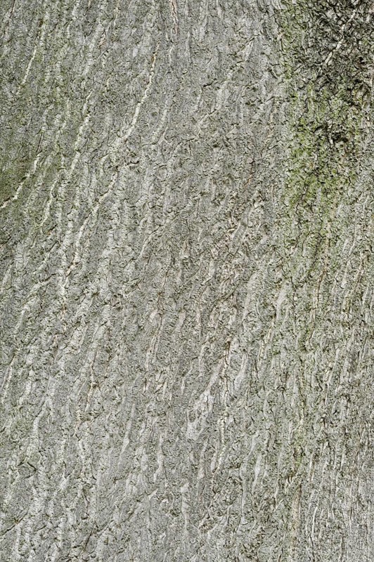 Tree of Heaven