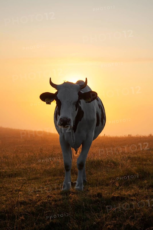 Holstein Friesian cow in a field at sunrise