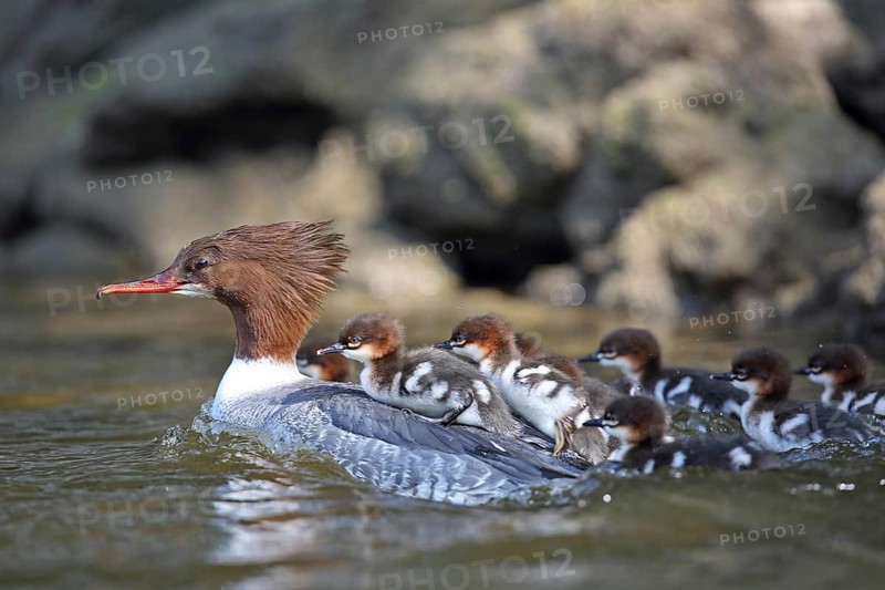 Goosander