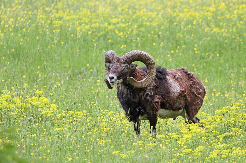 Mouflon