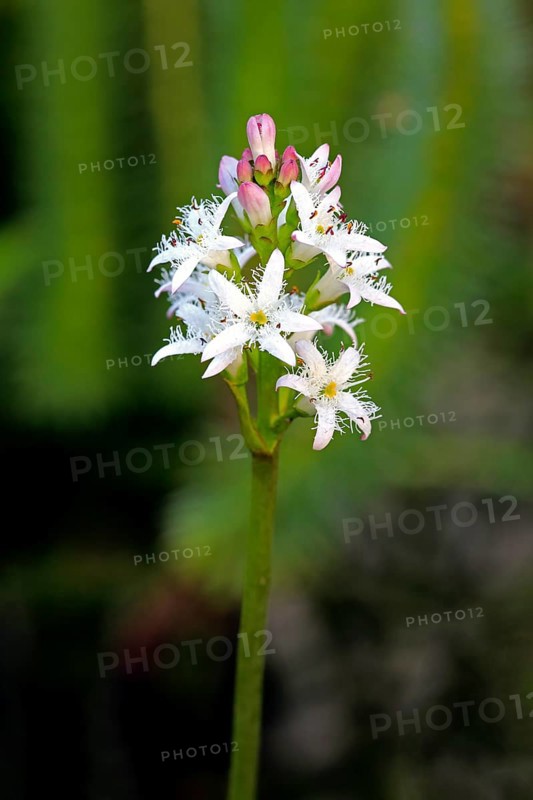 Bog bean