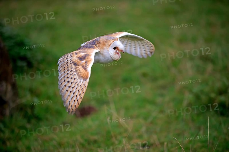 Barn Owl