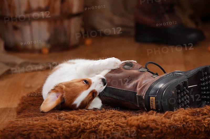 Kooikerhondje