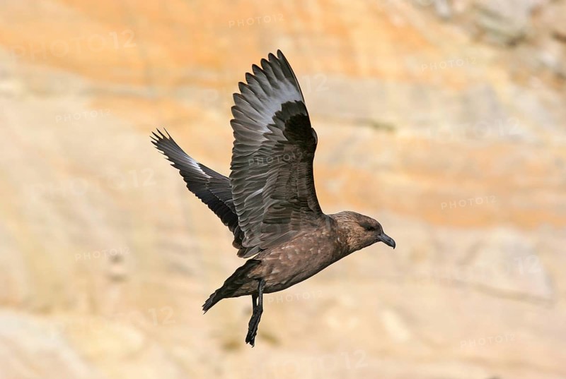 Stercorarius antarctica