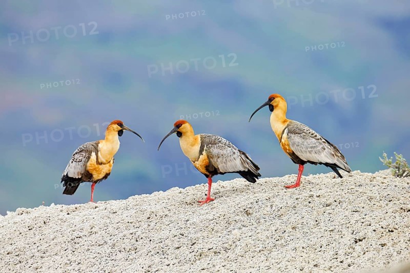 Black-faced Ibis