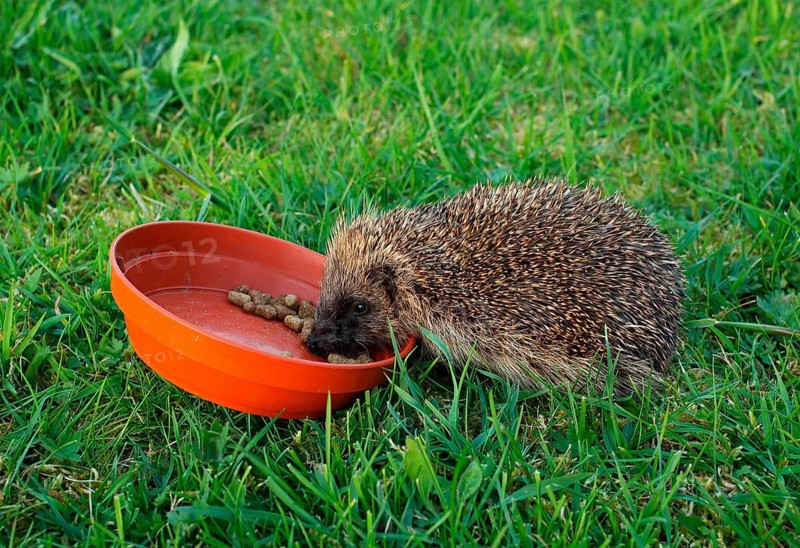 European Hedgehog