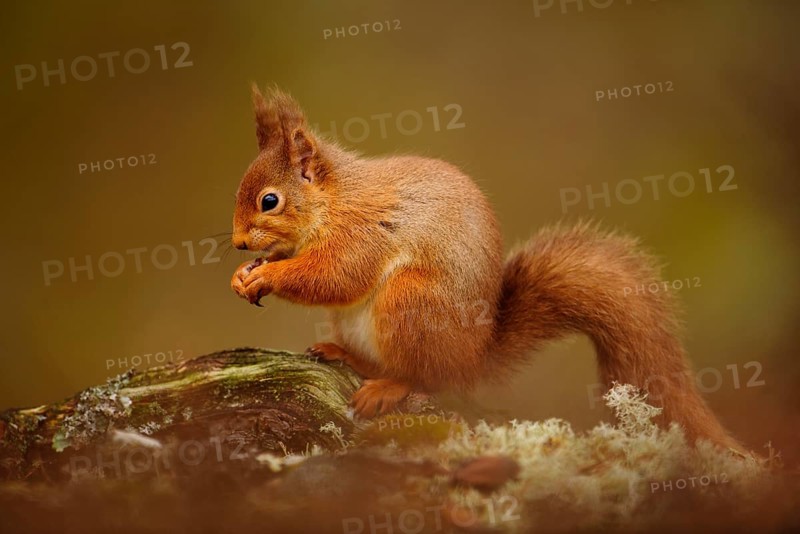 Eurasian Red Squirrel