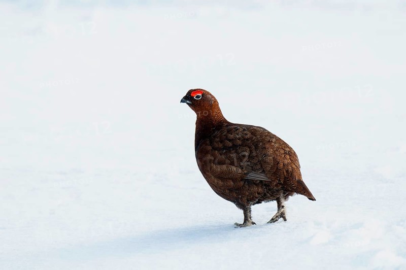 Scottish Grouse