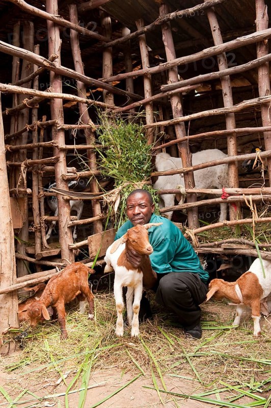 Goat keeping