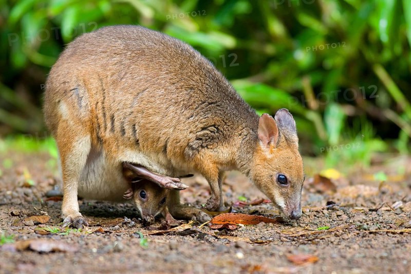 Red-legged red-legged pademelon