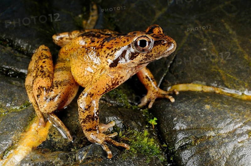 Italian stream frog