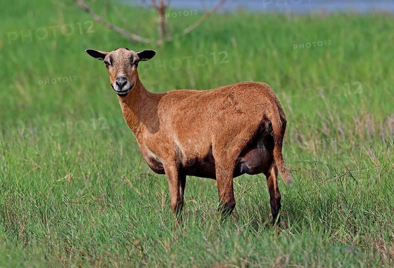 Domestic sheep