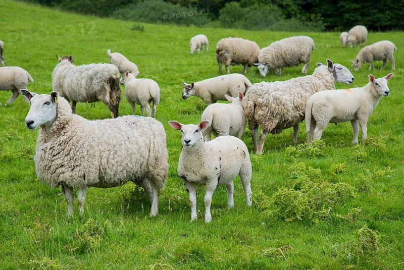 Domestic Sheep