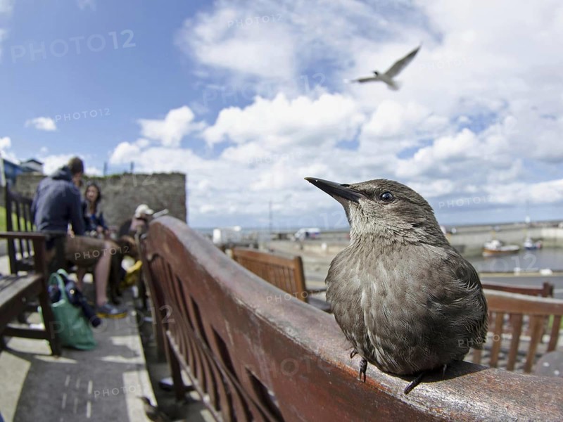 Common Starling