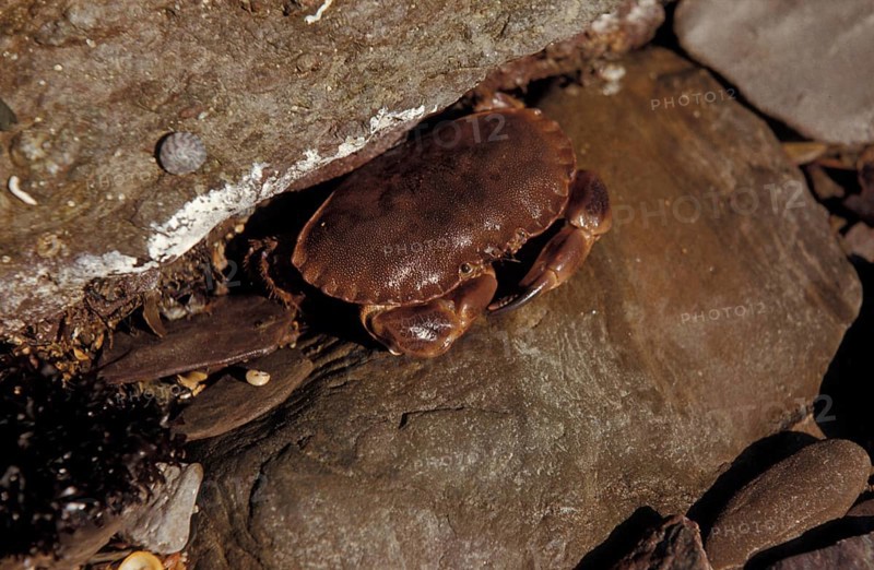 Edible crab