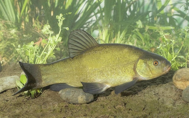 Tench