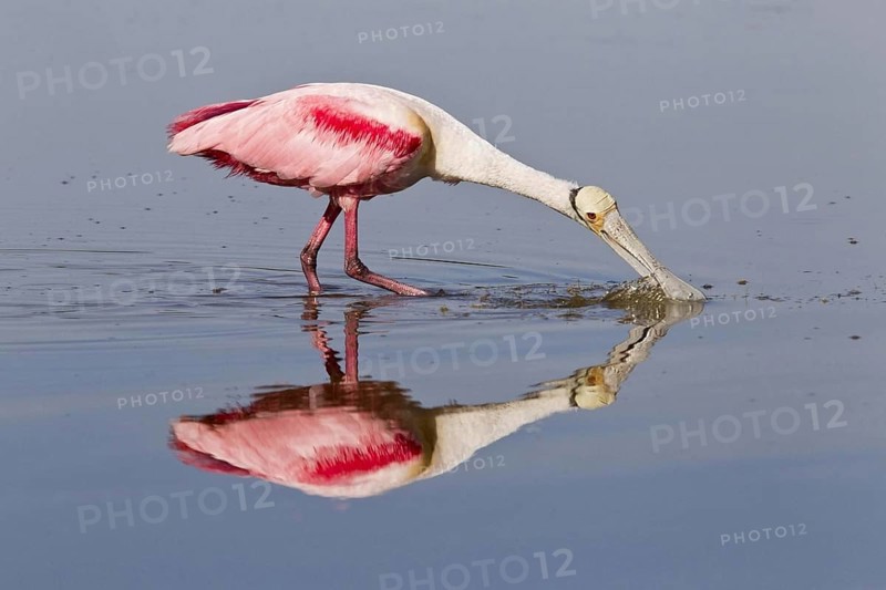 Roseate spoonbill