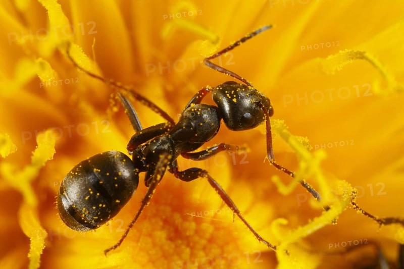 Black garden ant