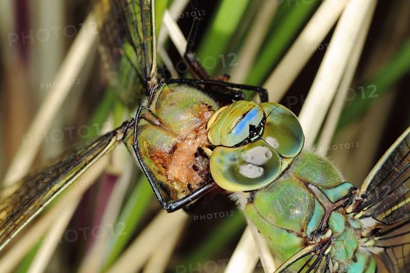 Emperor dragonfly