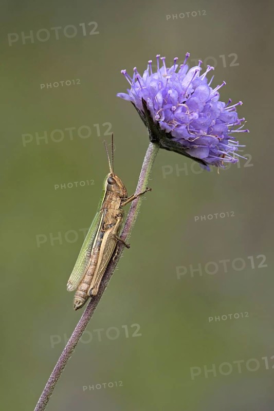 Small lesser marsh grasshopper