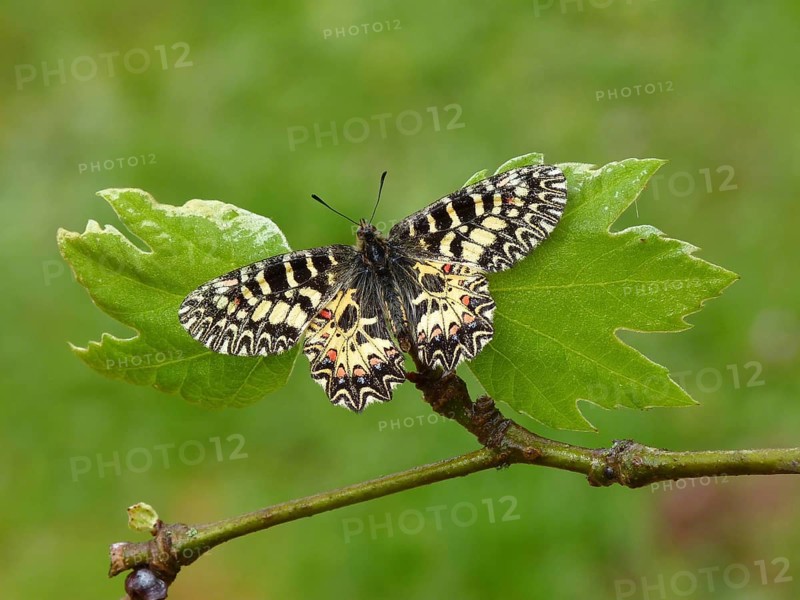 Southern festoon